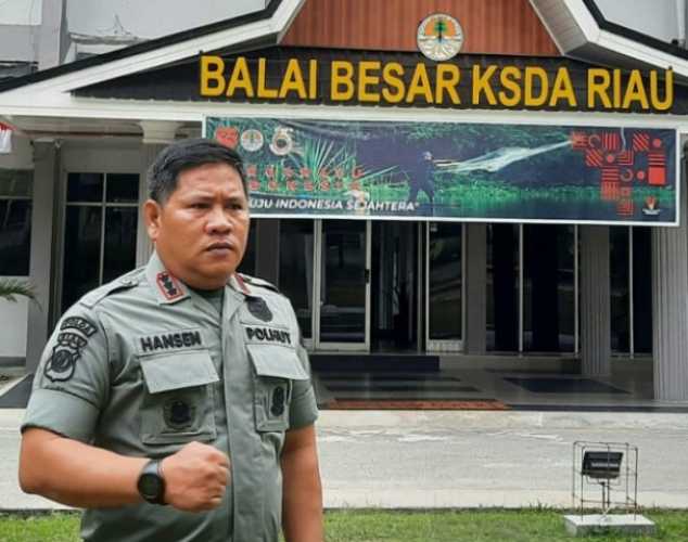 Warga Pelalawan Ancam Bunuh Gajah Liar, BBKSDA Riau Angkat Bicara