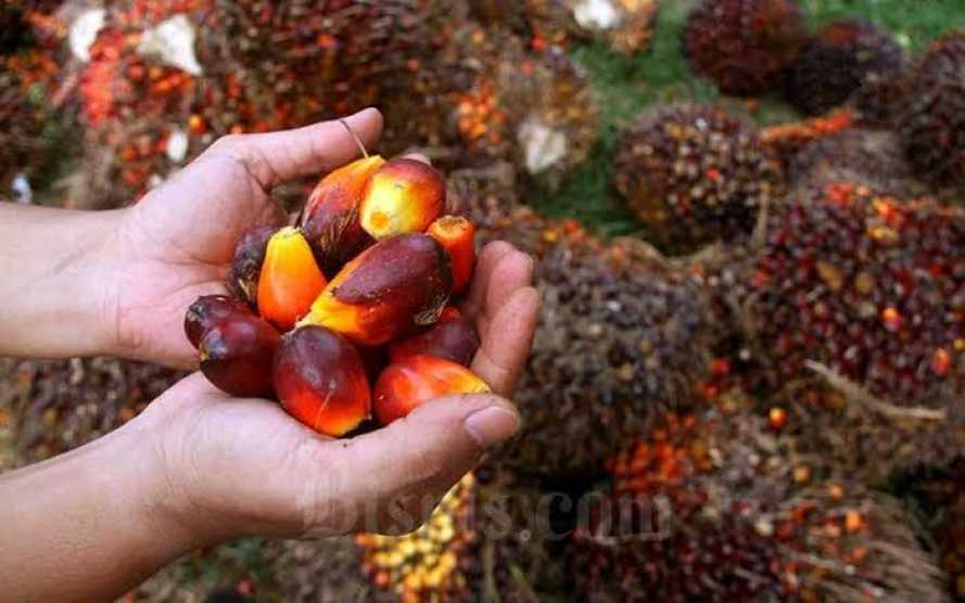 Harga Jual Kelapa Sawit Mengalami Penurunan, Berikut Penetapan Harga TBS Provinsi Riau