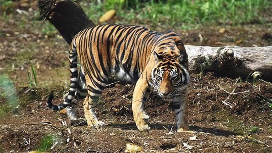 Kembali Ditemukan Jejak Harimau Sumatera di Kebun Sawit Siak, Kepala BBKSDA Riau: Bila Ada Warga Melihat, Laporkan Kepada Aparat Terdekat