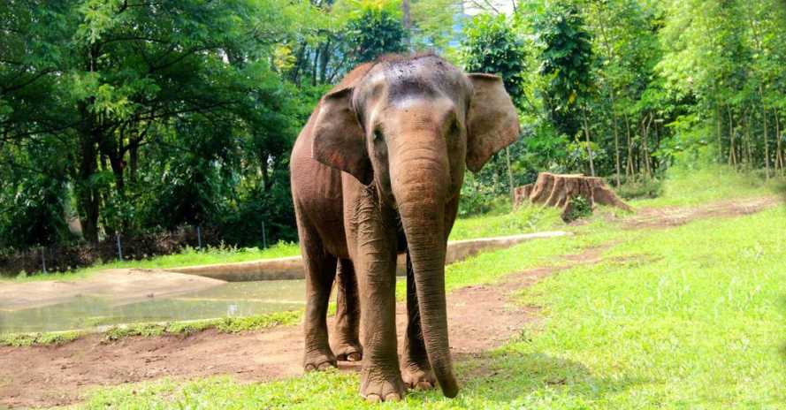Gajah Liar Kembali Rusak Kebun Warga Desa Gondai, Direktur Yayasan TNTN: Harus Dicek Apakah Kawasan Hutan Atau Bukan