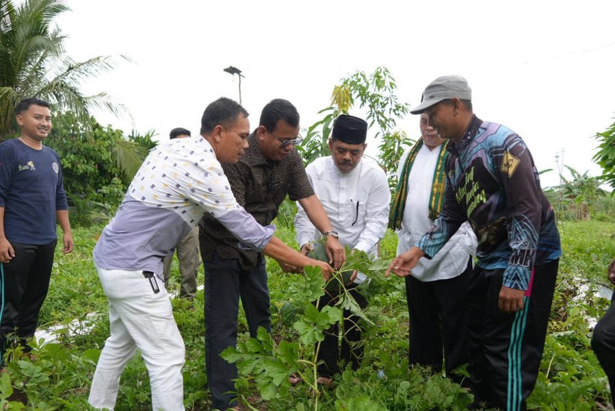 Dukung Peningkatan Ekonomi Masyarakat, Plt Bupati Kuansing Panen Semangka di Kebun Petani Milenial