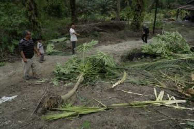 Ratusan Tanaman Warga Rumbai dirusak Gajah, Pemilik Lahan Berharap Adanya Tindakan Dari BBKSDA Riau