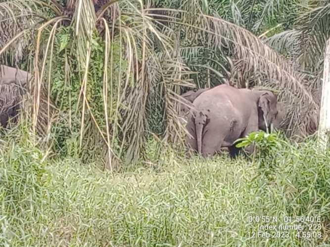 Tim Gabungan BBKSDA, Balai TNTN dan Musim Mas Berhasil Menggiring Gajah liar Memasuki Areal Konsesi PT. Arara Abadi Distrik Nilo