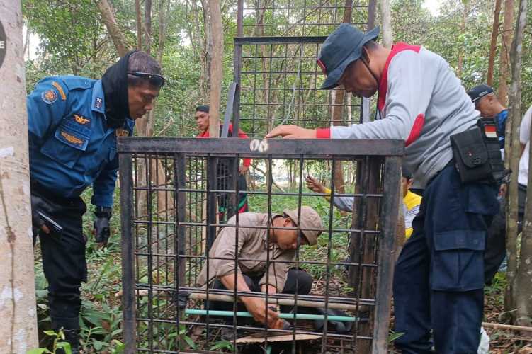 Heboh Harimau Sumatera Masuk Kota Siak, Begini Kronologisnya Menurut Balai Besar Konservasi Sumber Daya Alam Riau