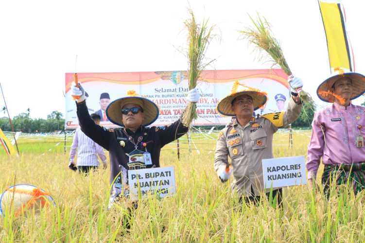 Panen Raya Padi Bersama Kapolres di Pulau Aro, PLT Bupati Suhardiman Amby Optimis Kuansing Swasembada Pangan