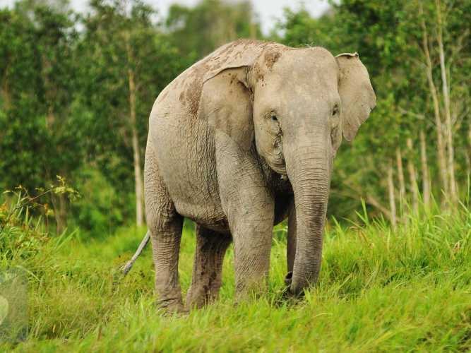 Tidak Diperhatikan BBKSDA Riau, Warga Pelalawan Ancam Bunuh Gajah Liar